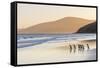 Gentoo Penguin Falkland Islands.-Martin Zwick-Framed Stretched Canvas