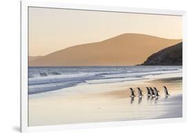 Gentoo Penguin Falkland Islands.-Martin Zwick-Framed Photographic Print