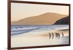 Gentoo Penguin Falkland Islands.-Martin Zwick-Framed Photographic Print