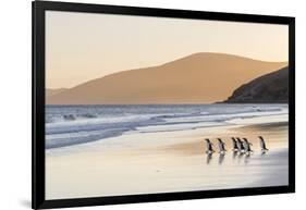 Gentoo Penguin Falkland Islands.-Martin Zwick-Framed Photographic Print