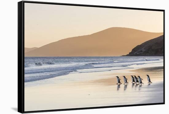 Gentoo Penguin Falkland Islands.-Martin Zwick-Framed Stretched Canvas
