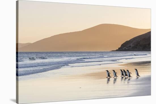 Gentoo Penguin Falkland Islands.-Martin Zwick-Stretched Canvas