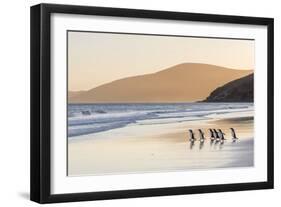 Gentoo Penguin Falkland Islands.-Martin Zwick-Framed Premium Photographic Print