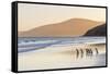 Gentoo Penguin Falkland Islands.-Martin Zwick-Framed Stretched Canvas