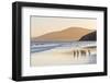 Gentoo Penguin Falkland Islands.-Martin Zwick-Framed Photographic Print