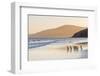 Gentoo Penguin Falkland Islands.-Martin Zwick-Framed Photographic Print