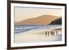 Gentoo Penguin Falkland Islands.-Martin Zwick-Framed Photographic Print