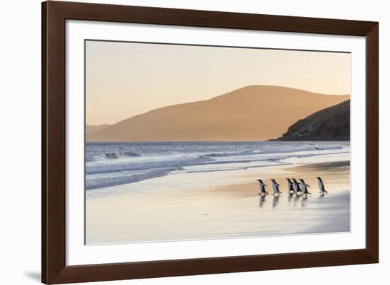 Gentoo Penguin Falkland Islands.-Martin Zwick-Framed Photographic Print