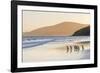 Gentoo Penguin Falkland Islands.-Martin Zwick-Framed Photographic Print