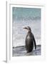 Gentoo Penguin Falkland Islands.-Martin Zwick-Framed Photographic Print