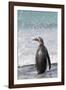 Gentoo Penguin Falkland Islands.-Martin Zwick-Framed Photographic Print