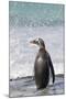 Gentoo Penguin Falkland Islands.-Martin Zwick-Mounted Photographic Print