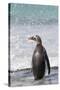 Gentoo Penguin Falkland Islands.-Martin Zwick-Stretched Canvas