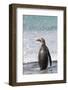 Gentoo Penguin Falkland Islands.-Martin Zwick-Framed Photographic Print