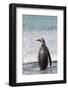 Gentoo Penguin Falkland Islands.-Martin Zwick-Framed Photographic Print