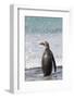 Gentoo Penguin Falkland Islands.-Martin Zwick-Framed Photographic Print