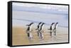 Gentoo Penguin Falkland Islands.-Martin Zwick-Framed Stretched Canvas