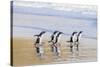 Gentoo Penguin Falkland Islands.-Martin Zwick-Stretched Canvas