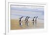 Gentoo Penguin Falkland Islands.-Martin Zwick-Framed Photographic Print