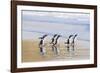 Gentoo Penguin Falkland Islands.-Martin Zwick-Framed Photographic Print