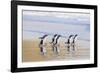 Gentoo Penguin Falkland Islands.-Martin Zwick-Framed Photographic Print