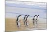 Gentoo Penguin Falkland Islands.-Martin Zwick-Mounted Photographic Print