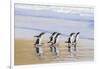 Gentoo Penguin Falkland Islands.-Martin Zwick-Framed Photographic Print