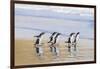 Gentoo Penguin Falkland Islands.-Martin Zwick-Framed Photographic Print