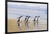 Gentoo Penguin Falkland Islands.-Martin Zwick-Framed Photographic Print