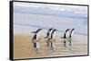 Gentoo Penguin Falkland Islands.-Martin Zwick-Framed Stretched Canvas