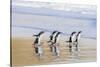 Gentoo Penguin Falkland Islands.-Martin Zwick-Stretched Canvas