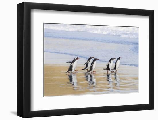 Gentoo Penguin Falkland Islands.-Martin Zwick-Framed Photographic Print