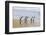 Gentoo Penguin Falkland Islands.-Martin Zwick-Framed Photographic Print