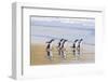 Gentoo Penguin Falkland Islands.-Martin Zwick-Framed Photographic Print