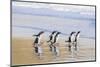 Gentoo Penguin Falkland Islands.-Martin Zwick-Mounted Photographic Print