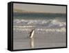 Gentoo Penguin Falkland Islands.-Martin Zwick-Framed Stretched Canvas