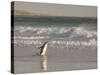 Gentoo Penguin Falkland Islands.-Martin Zwick-Stretched Canvas