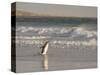 Gentoo Penguin Falkland Islands.-Martin Zwick-Stretched Canvas