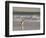 Gentoo Penguin Falkland Islands.-Martin Zwick-Framed Photographic Print