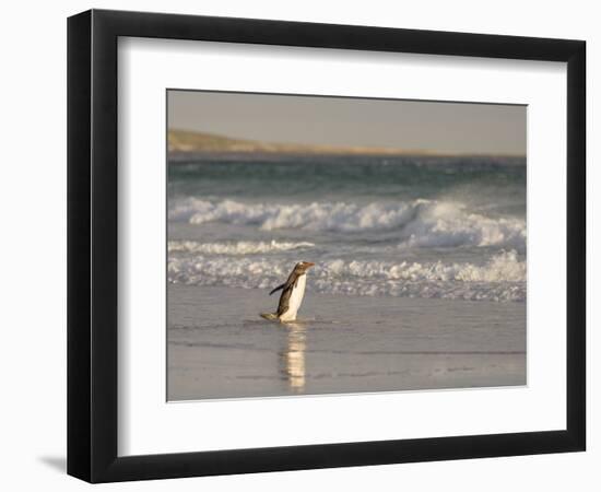 Gentoo Penguin Falkland Islands.-Martin Zwick-Framed Photographic Print