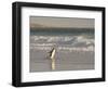 Gentoo Penguin Falkland Islands.-Martin Zwick-Framed Photographic Print