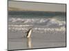 Gentoo Penguin Falkland Islands.-Martin Zwick-Mounted Photographic Print