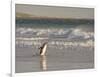 Gentoo Penguin Falkland Islands.-Martin Zwick-Framed Photographic Print