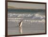 Gentoo Penguin Falkland Islands.-Martin Zwick-Framed Photographic Print