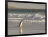 Gentoo Penguin Falkland Islands.-Martin Zwick-Framed Photographic Print