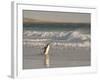 Gentoo Penguin Falkland Islands.-Martin Zwick-Framed Photographic Print