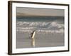 Gentoo Penguin Falkland Islands.-Martin Zwick-Framed Photographic Print