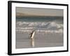 Gentoo Penguin Falkland Islands.-Martin Zwick-Framed Photographic Print