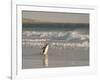 Gentoo Penguin Falkland Islands.-Martin Zwick-Framed Photographic Print