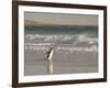 Gentoo Penguin Falkland Islands.-Martin Zwick-Framed Photographic Print